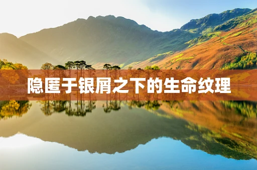 隐匿于银屑之下的生命纹理