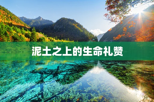 泥土之上的生命礼赞