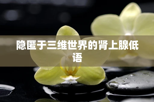 隐匿于三维世界的肾上腺低语