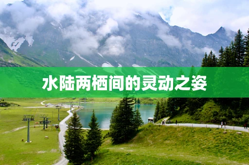 水陆两栖间的灵动之姿