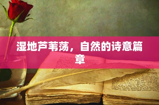 湿地芦苇荡，自然的诗意篇章