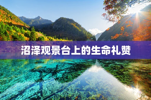 沼泽观景台上的生命礼赞