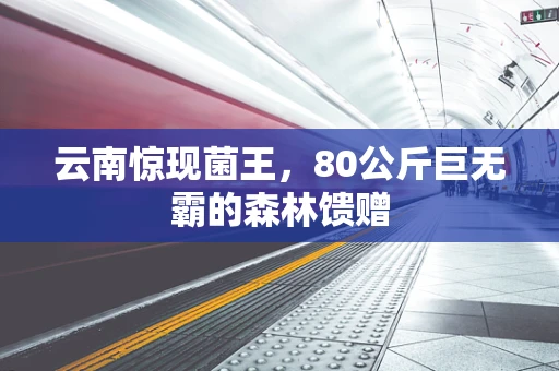 云南惊现菌王，80公斤巨无霸的森林馈赠