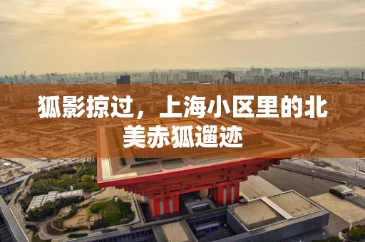 狐影掠过，上海小区里的北美赤狐遛迹